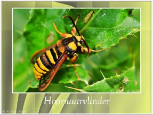 Hoornaarvlinder-1