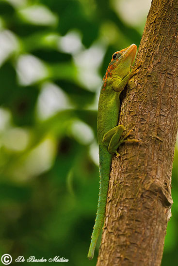 marmer-anolis-8582-2