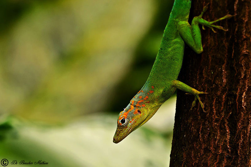 marmer-anolis-8596-2