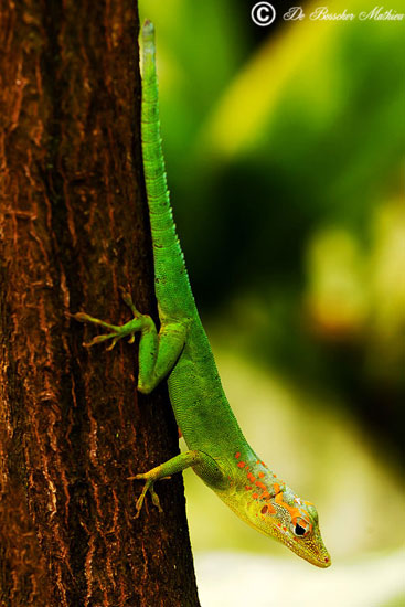 marmer-anolis-8603-2