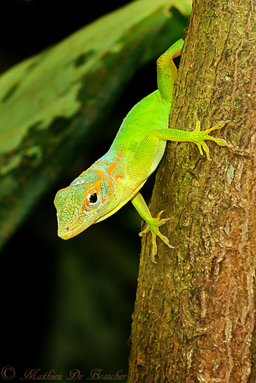 marmer-anolis-8613-2-2