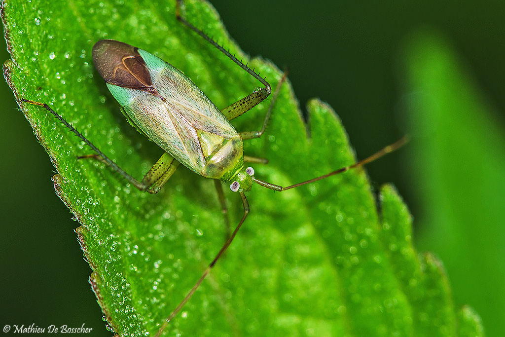 adelphocoris-quadripunctatus-wants-3342-2