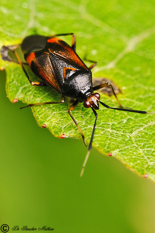 blindwants-deraeocoris-ruber-7584-2