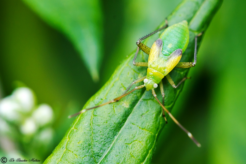 nimf-miridae-adelphocoris-quadripunctatus8229-2